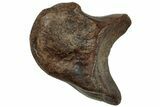 Theropod (Ornithomimus?) Phalanx Bone - Judith River Formation #225850-1